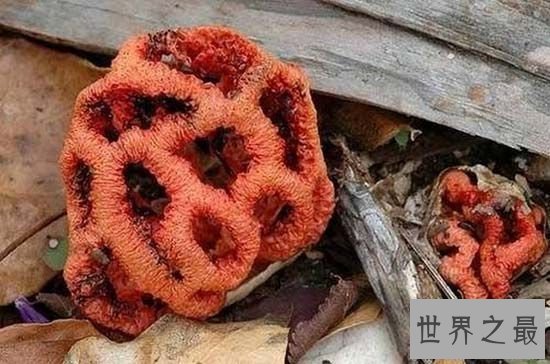 世界上最奇特的植物，一旦碰到此植物必死无疑