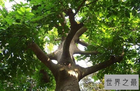 世界上最奇特的植物，一旦碰到此植物必死无疑