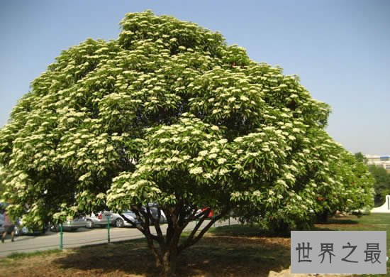 世界上能发出精液味道的花，石楠花(精子味满天飞)