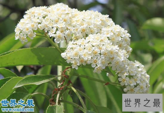 世界上能发出精液味道的花，石楠花(精子味满天飞)