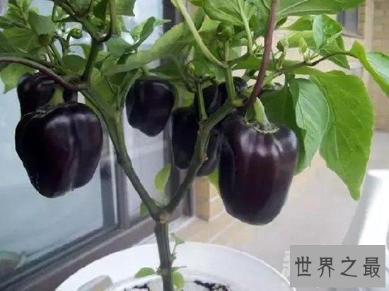 世界上最奇特的16种辣椒，水果味和辣死人的辣椒