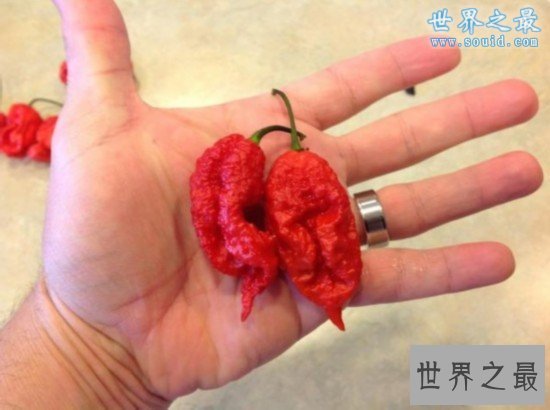 世界上最奇特的16种辣椒，水果味和辣死人的辣椒