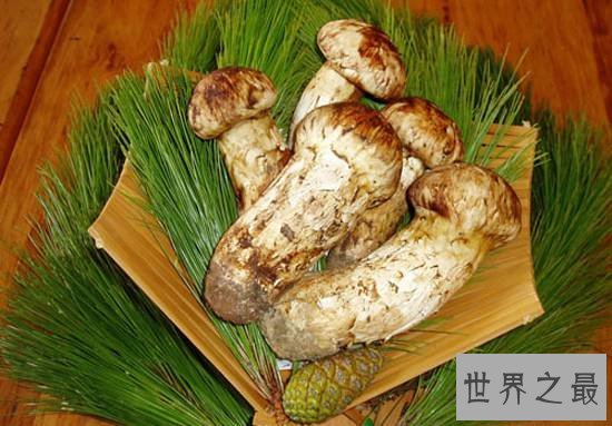 世界上最珍稀的十大食物，顶级富豪都没吃过的珍品
