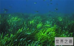 世界上最古老的植物，地中海海草寿命超过10万年