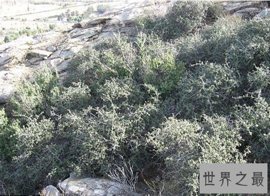 世界上最古老的植物，地中海海草寿命超过10万年