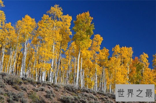 世界上最古老的植物，地中海海草寿命超过10万年