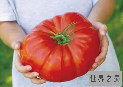 世界上最大的番茄,重达8斤(可供10个食用)