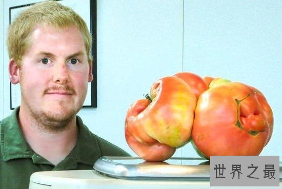 世界上最大的番茄,重达8斤(可供10个食用)