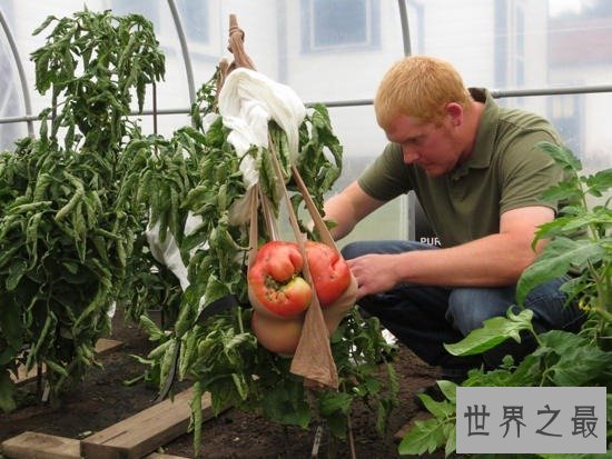 世界上最大的番茄,重达8斤(可供10个食用)