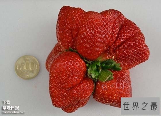 世界上最大的草莓,日本种出重达0.5斤草莓(图)