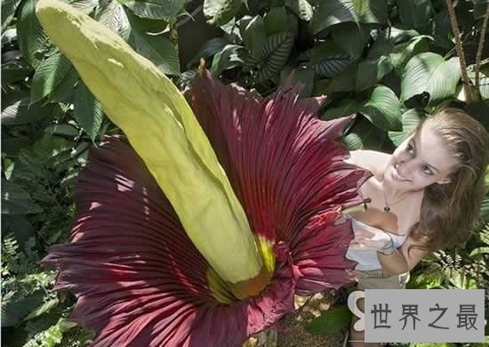 世界上最性感的花,嘴唇花(忍不住亲上去)