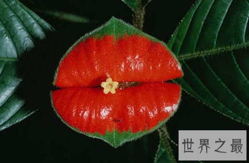 世界上最性感的花,嘴唇花(忍不住亲上去)