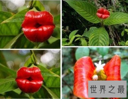 世界上最性感的花,嘴唇花(忍不住亲上去)