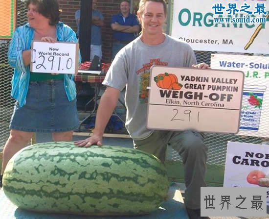 世界上最大的西瓜,重达300斤(比人还高)