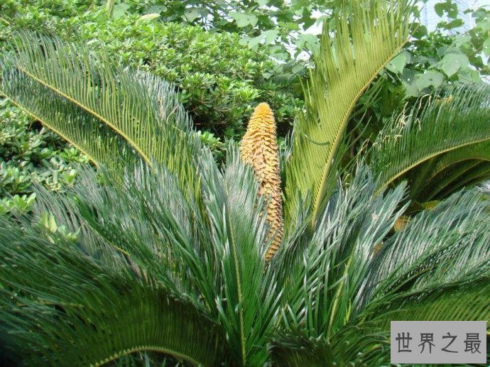植物界千载难逢的一幕 两棵铁树竟然同时开花