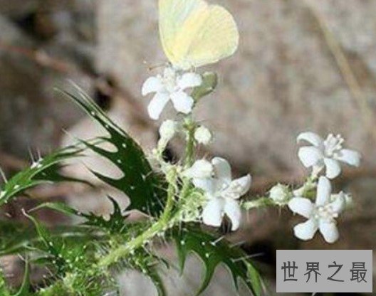 恶毒的坏女人花,一滴汁液将会毁掉你的眼睛