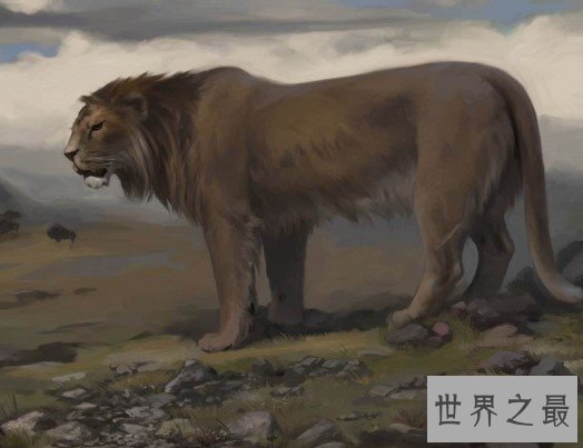 史上最大的狮子,就是著名的残暴狮