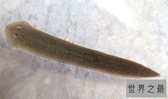 生物界中拥有不死之身的涡虫，成为科学研究的网红代表