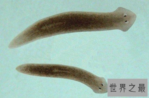 生物界中拥有不死之身的涡虫，成为科学研究的网红代表