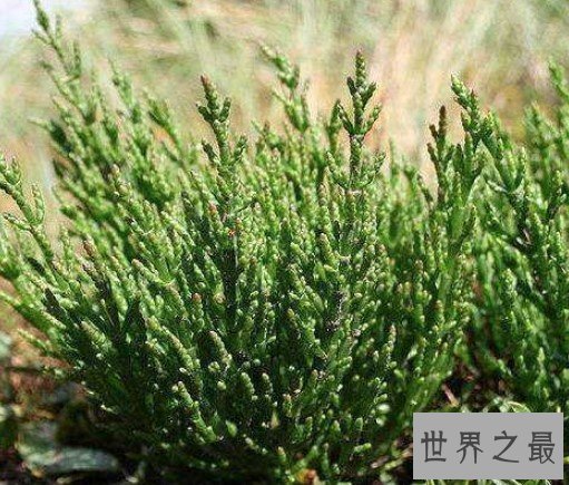 世界上最耐旱的种子植物，沙那菜瓜无水8年不死还能发芽
