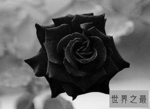 世界上最罕见的花,土耳其哈尔费蒂黑色玫瑰