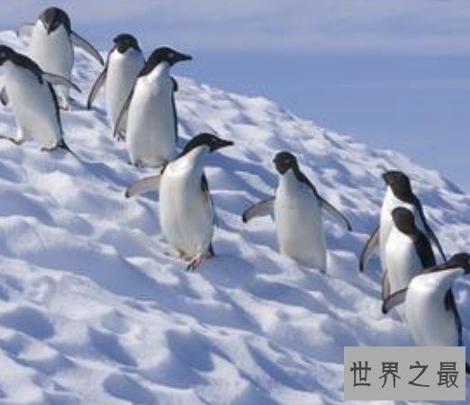 世界上最寒冷的地方,曾经温暖湿润恐龙自由漫步