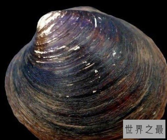 世界上最长寿的动物明蛤,实实在在活到了500岁
