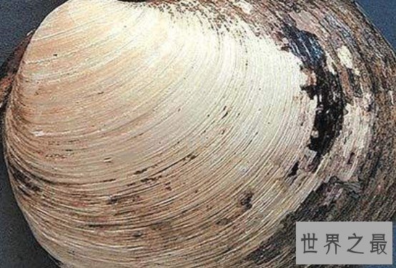 世界上最长寿的动物明蛤,实实在在活到了500岁