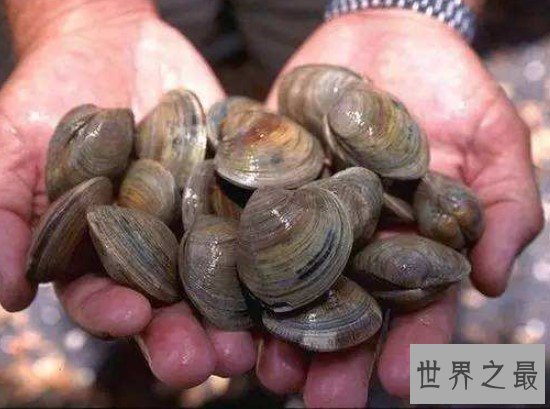 世界上最长寿的动物明蛤,实实在在活到了500岁