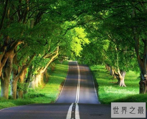 世界上最美的隧道,乌克兰爱的隧道成为情侣约会圣地