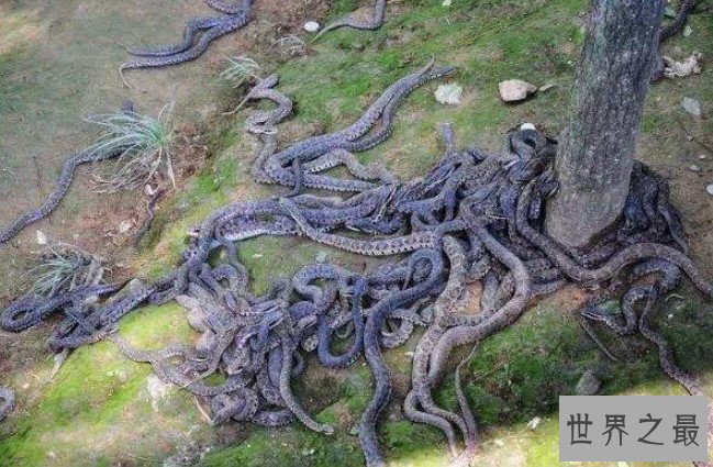 世界上最恐怖的巴西蛇岛,全岛都是蛇