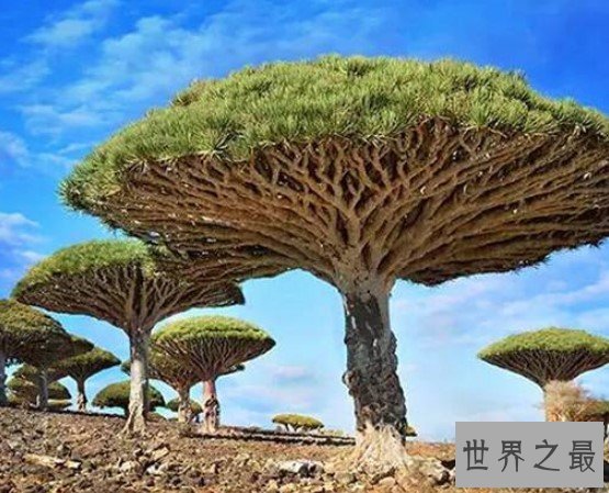 独一无二的索科特拉岛,让你感受外星人生活的奇特美景