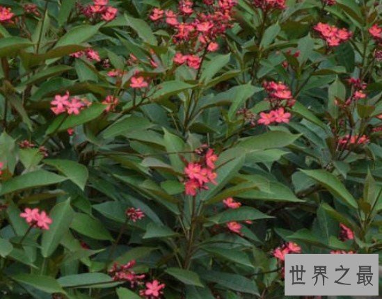 世界上花期最长的花,琴叶珊瑚的花全年花期
