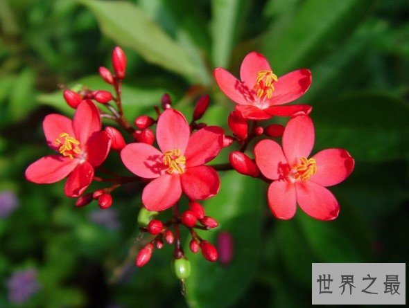 世界上花期最长的花,琴叶珊瑚的花全年花期