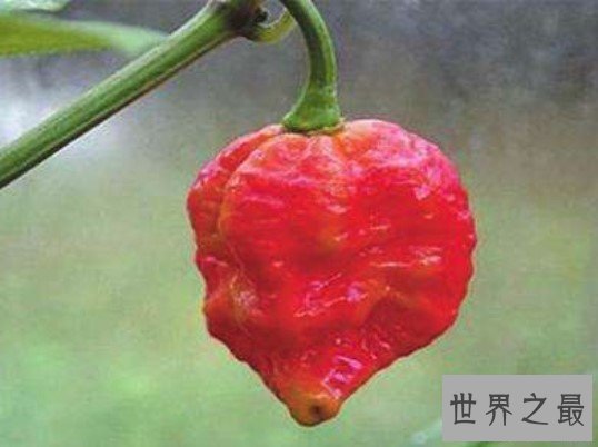 世界第一辣,龙吐气辣度248万