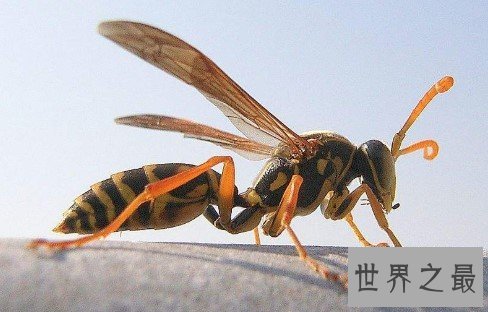 世界上最恐怖的大黄蜂,可以咬死一个成年人