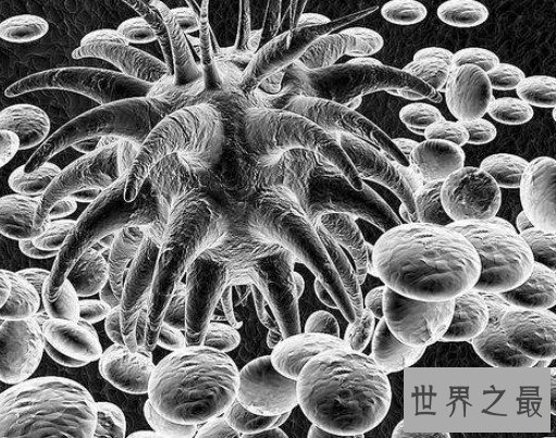 海洋中最多的生物,体积不到1微米
