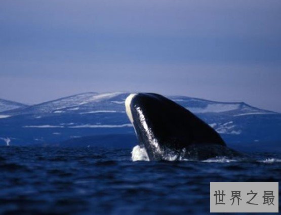 最佳观鲸点格陵兰岛,能够大饱眼福