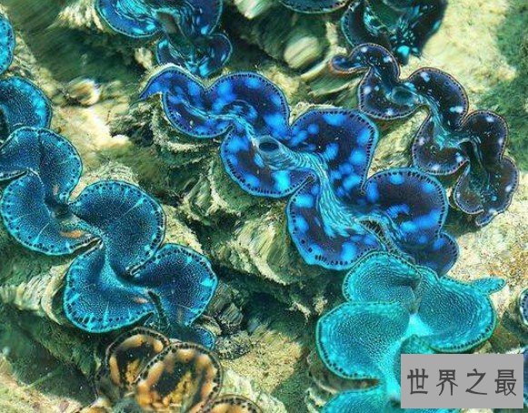 世界上最大的双壳贝,可达2米多,重250多千克