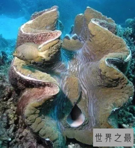 世界上最大的双壳贝,可达2米多,重250多千克