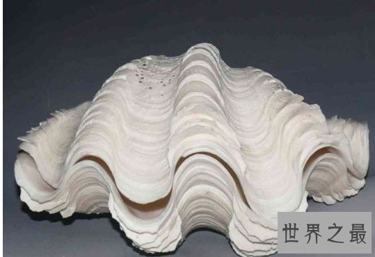 世界上最大的双壳贝,可达2米多,重250多千克