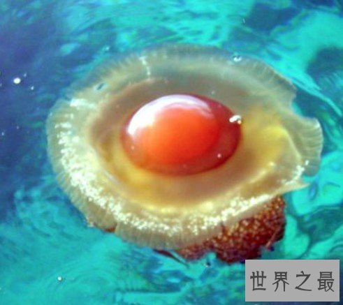 世界上最可爱的蛋黄水母,形似一颗水中荷包蛋