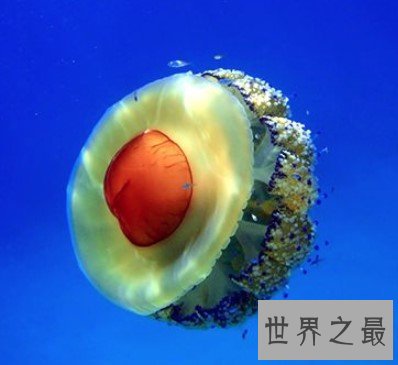 世界上最可爱的蛋黄水母,形似一颗水中荷包蛋