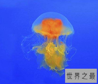 世界上最可爱的蛋黄水母,形似一颗水中荷包蛋