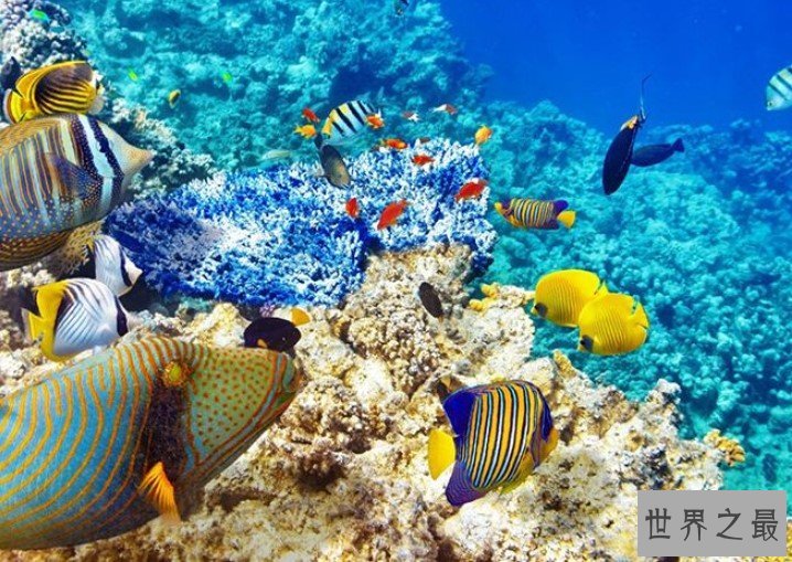 世界上最大的海,梦幻无比,接近半个中国大