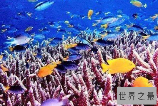 世界上最大的海,梦幻无比,接近半个中国大