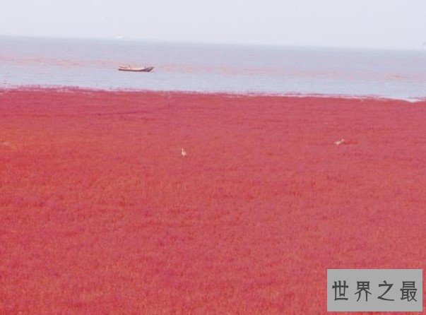 世界上最热的海,颜色为红色,高达32度