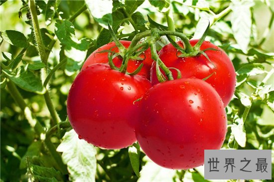 补肾的食物有哪些?韭菜补肾壮阳已成常识