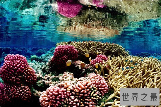 世界上最大的珊瑚礁群,简直美不胜收