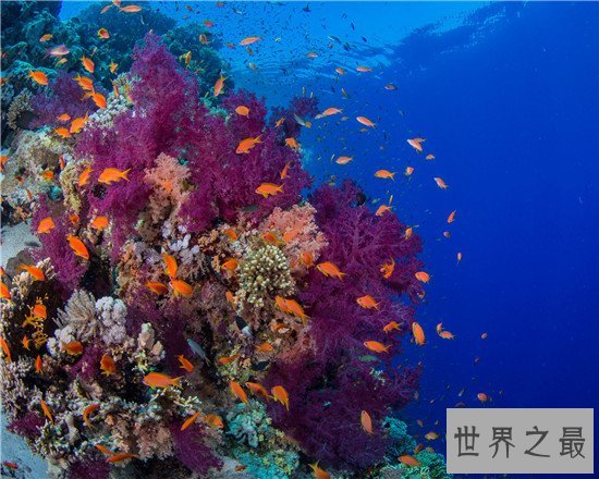 世界上最大的珊瑚礁群,简直美不胜收